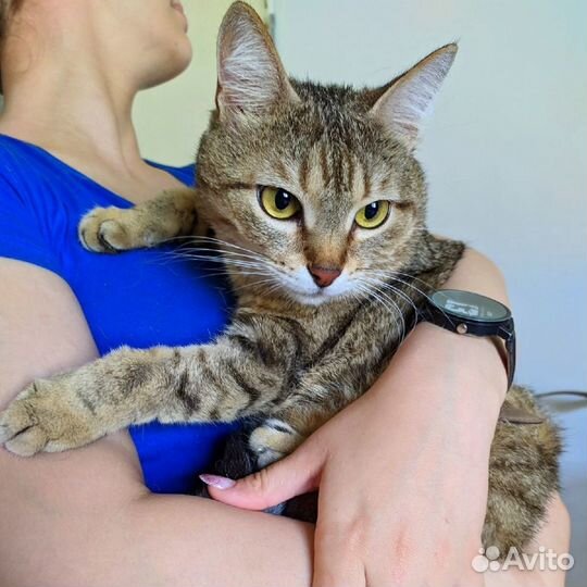 Кошка Сеня 5 лет (из приюта)