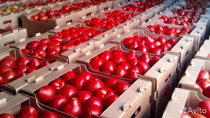 Вахта в Туле с жильем Фасовщики помидор