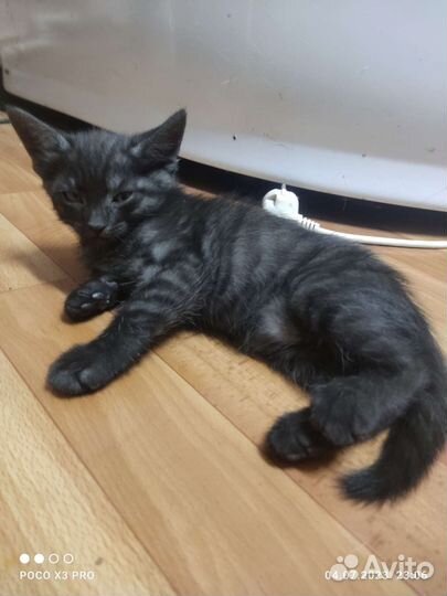 Британские котята