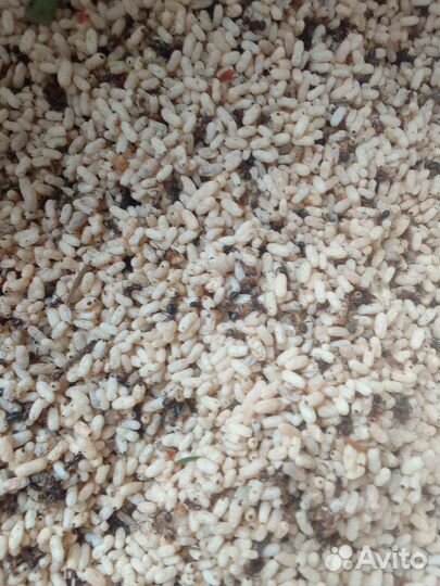 Корм для птиц(мур.яйцо)