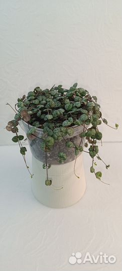 Церопегия вуда