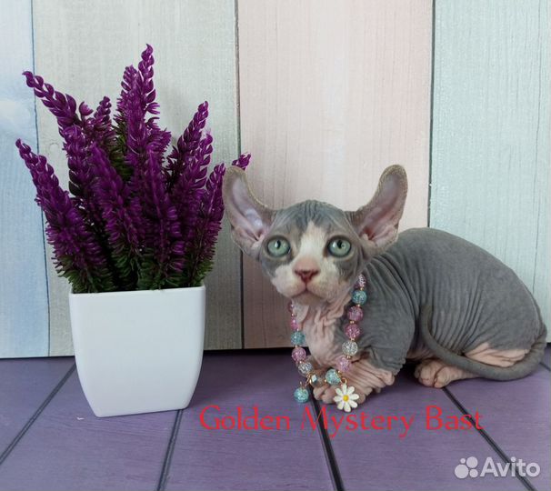 Сфинкс Двэльф