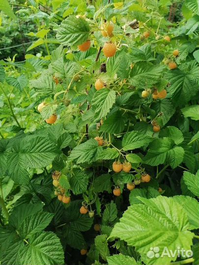 Желтая малина саженцы 
