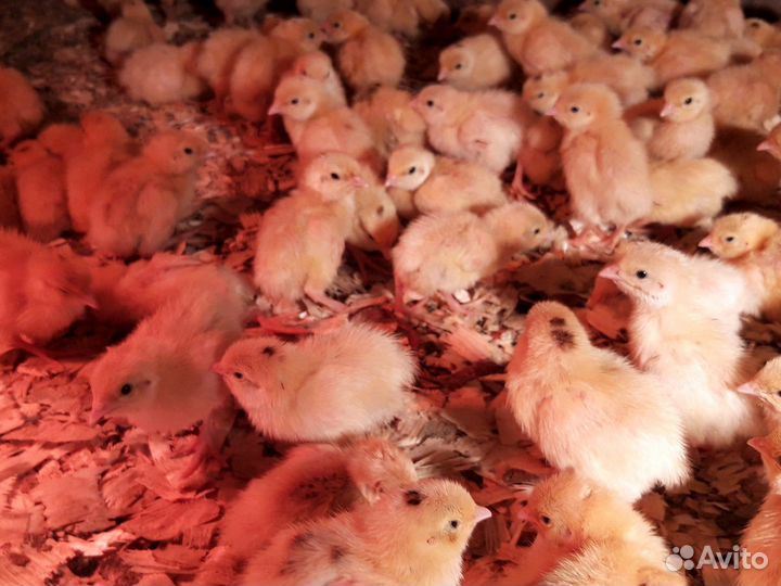 Продам перепелов