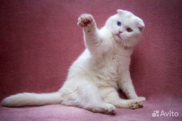 Снежинка - особенная кошка, разноглазая красавица