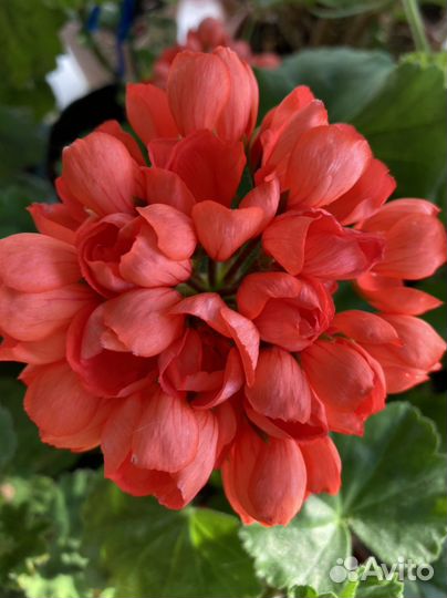 Пеларгония герань тюльпановидная