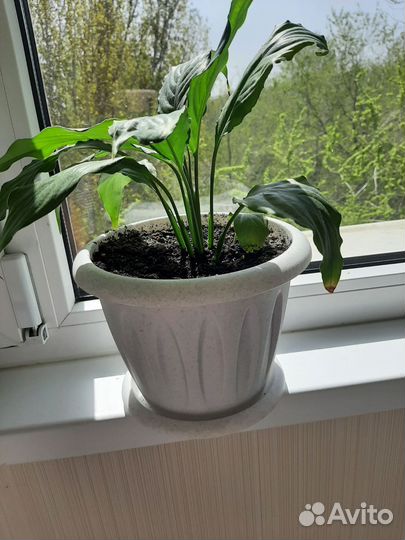 Спатифиллум