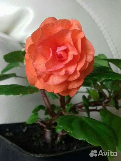 Бальзамин (Недотрога, Ванька-Мокрый, Огонёк)