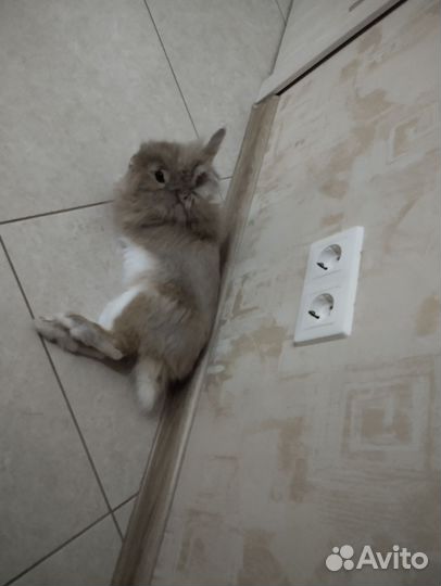 Львиноголовый кролик вязка
