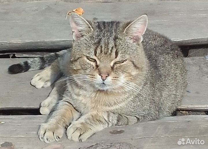 Котик в добрые руки