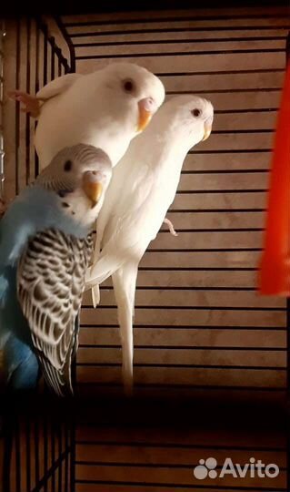 Птенцы волнистые попугаи возраст 40 дней