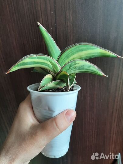 Сансевиерия robusta yellow var