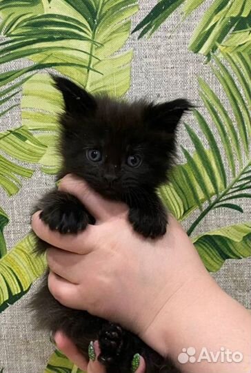 Котята мейн-кун