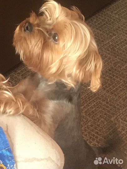 Стрижка гигиеническая собак мелких пород