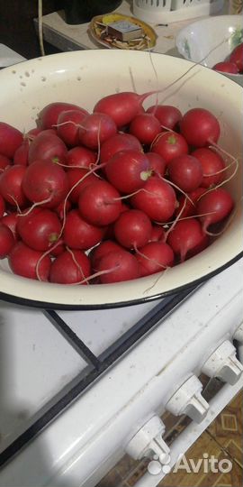 Укроп и редис