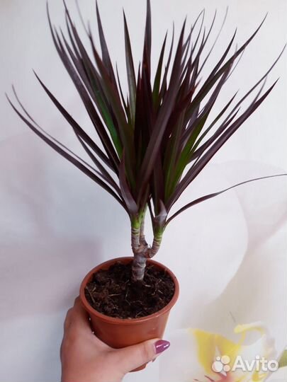 Драцена маргината Маджента