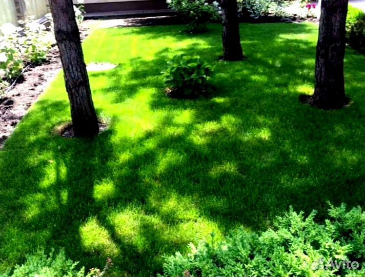 Рулонный газон