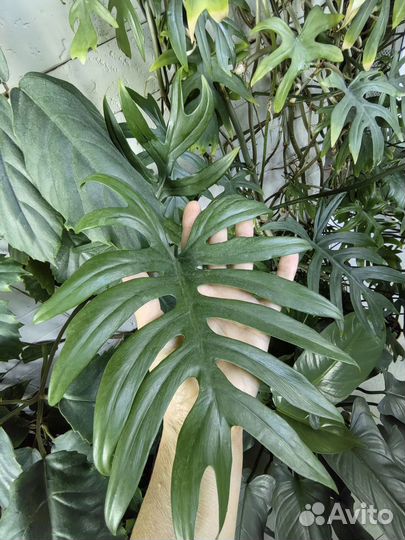 Филодендроны