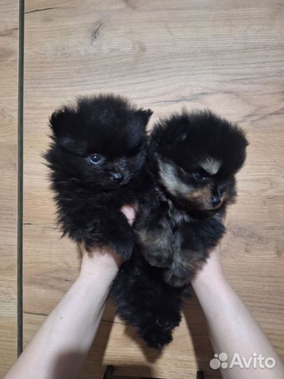 Мини Померанский шпиц 1 мальчик и 2 девочки