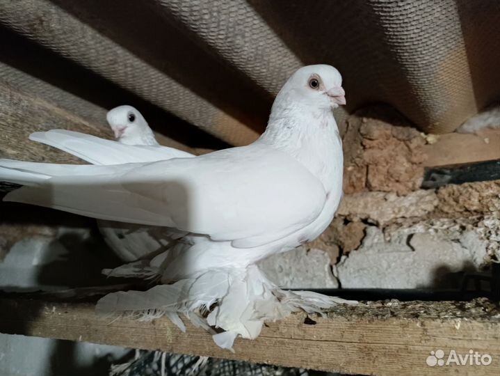 Голуби