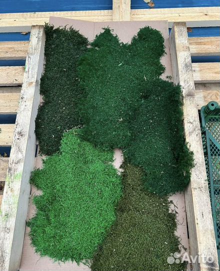 Мох стабилизированный