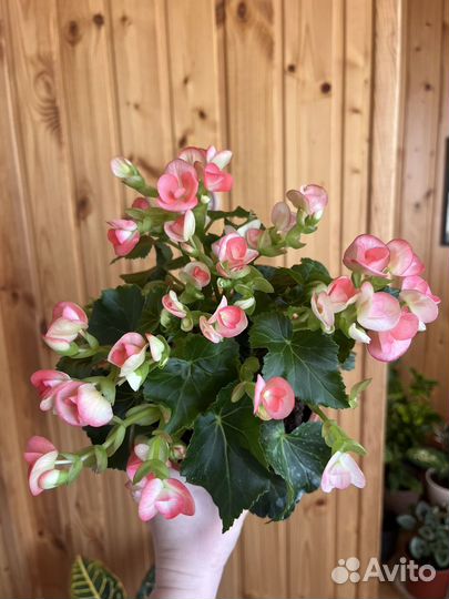 Бегония элатиор