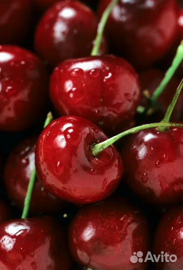 Вишня крупная