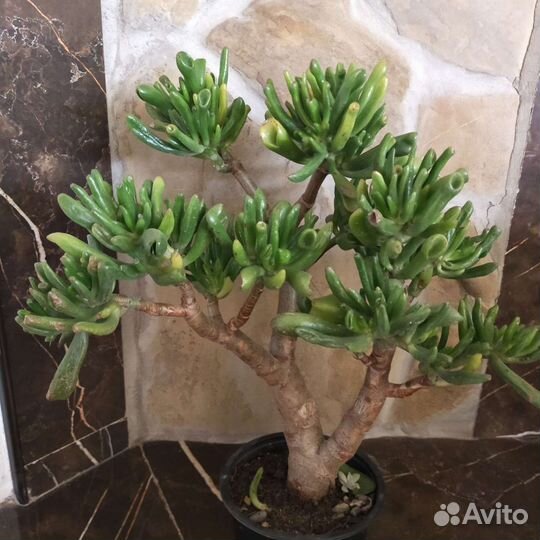 Эониумы,толстянки