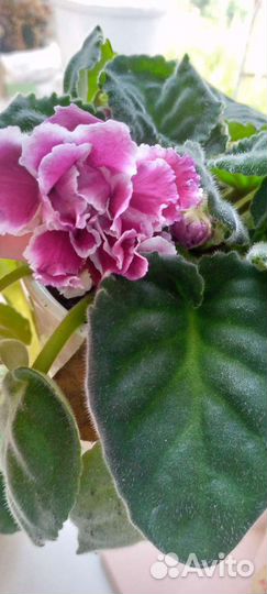 Комнатные цветы