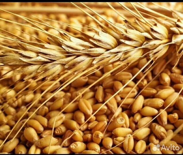 Пшеница