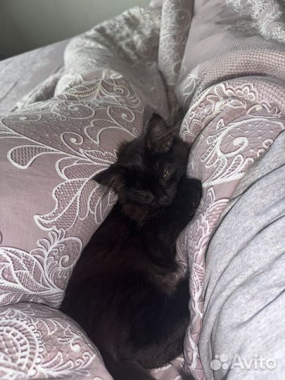 Котята в добрые руки девочка