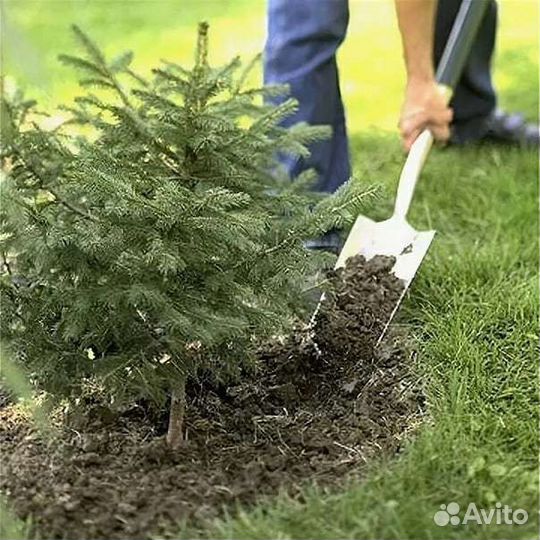 Саженцы Сибирской Ели