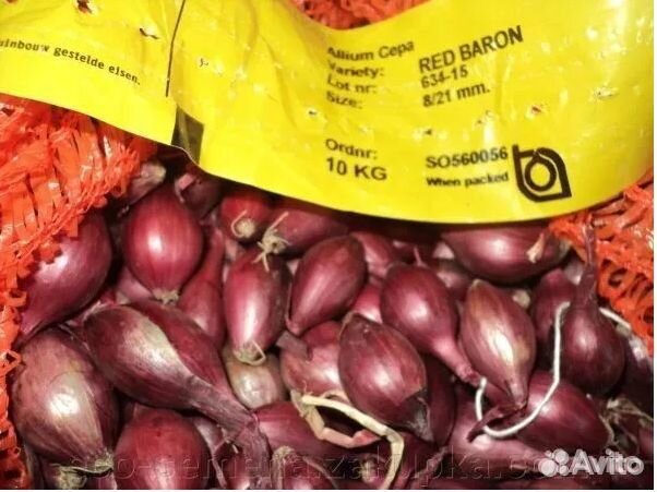Лук севок Оптом