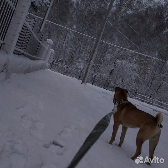 Собаки бесплатно в добрые руки