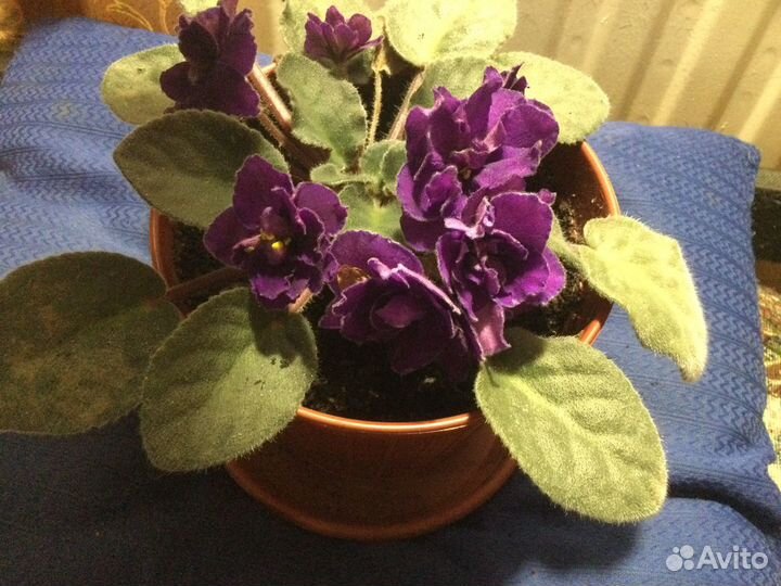 Фиалка, Зигокактус