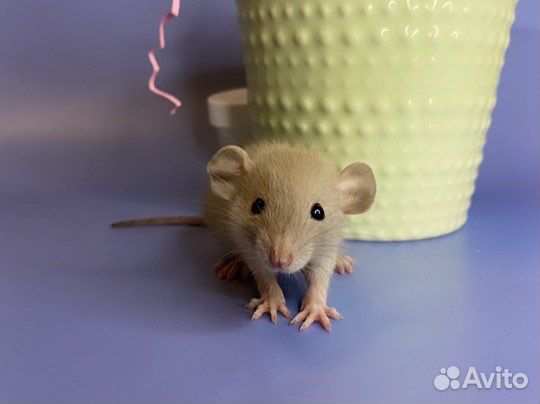Крыса, крысята Дамбо. Доставка