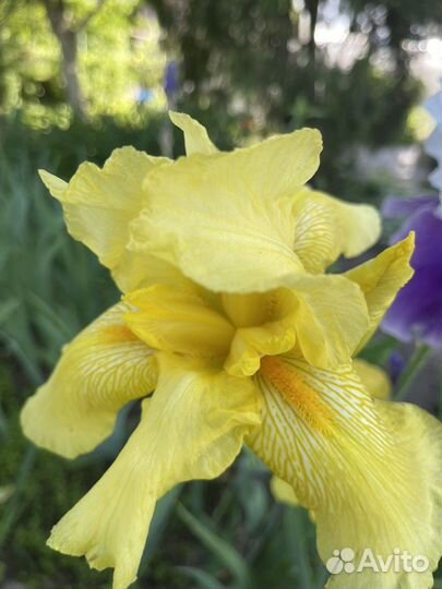 Ирис бородатый