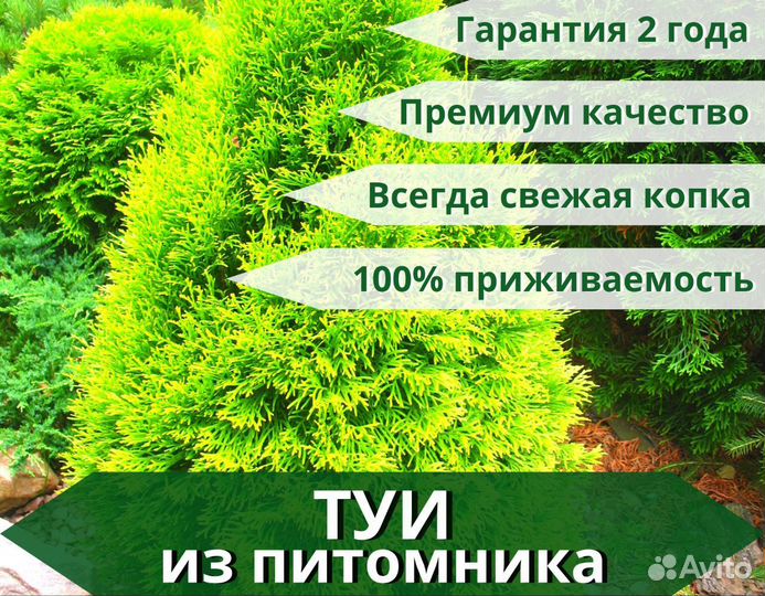Туя Западная 2м оптом из питомника 