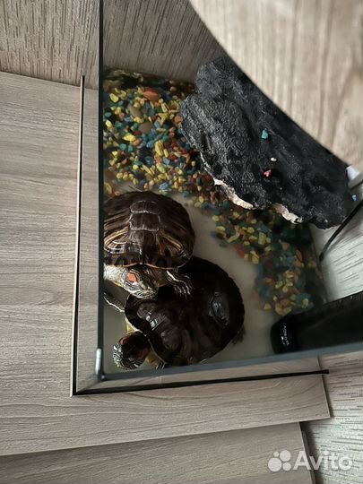 Красноухая черепаха с аквариумом