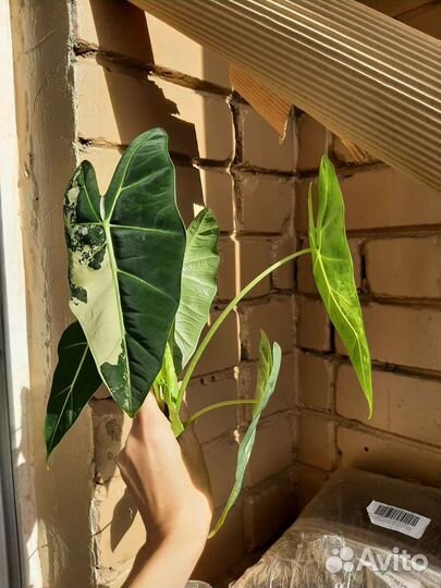 Клубень алоказии фрайдек вар