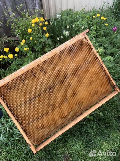 Рамка сушь для пчел