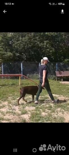 Дрессировка собак передержка собак кинолог