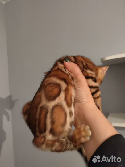 Питомник. Бенгальская девочка с документами