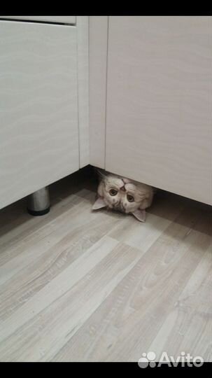 Вязка Шотландский кот
