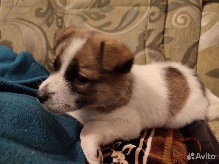 Дворянского рода