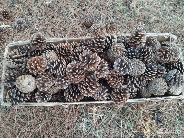 Шишки крымской сосны. Принимаю заказы