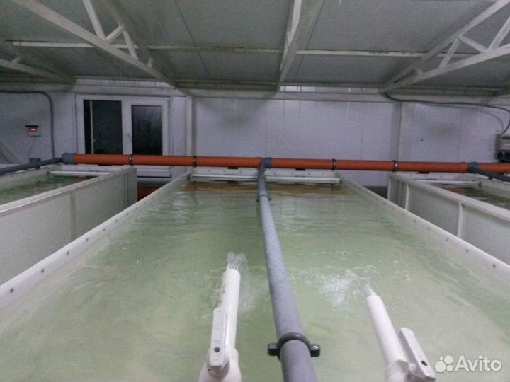 Выращиваниераков и рыбы в лотках из полипропилена