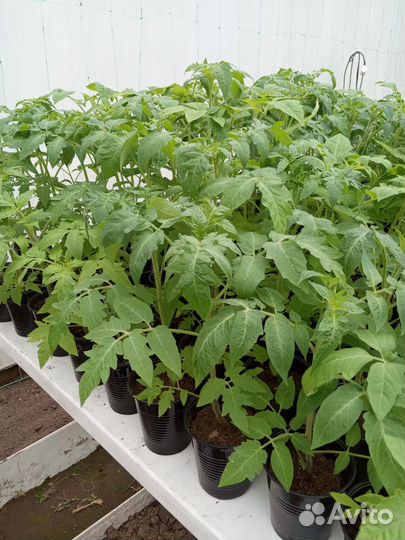 Рассада помидоров (томатов) о/г, теплиц, балкон