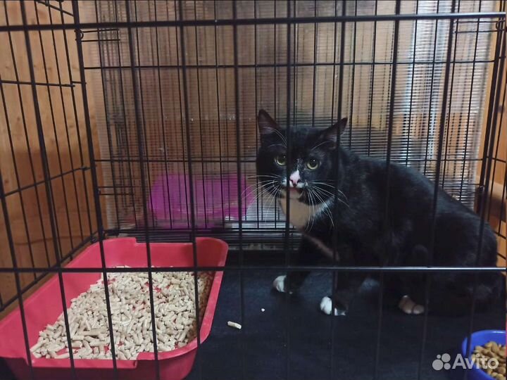 Отдам кота в добрые руки