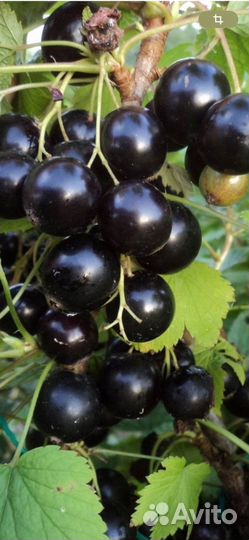 Саженцы малины, смородины, черноплодной рябины